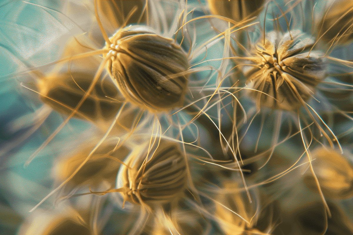 image from Unlocking the Power of Seeds in Stable Diffusion: A Comprehensive Guide