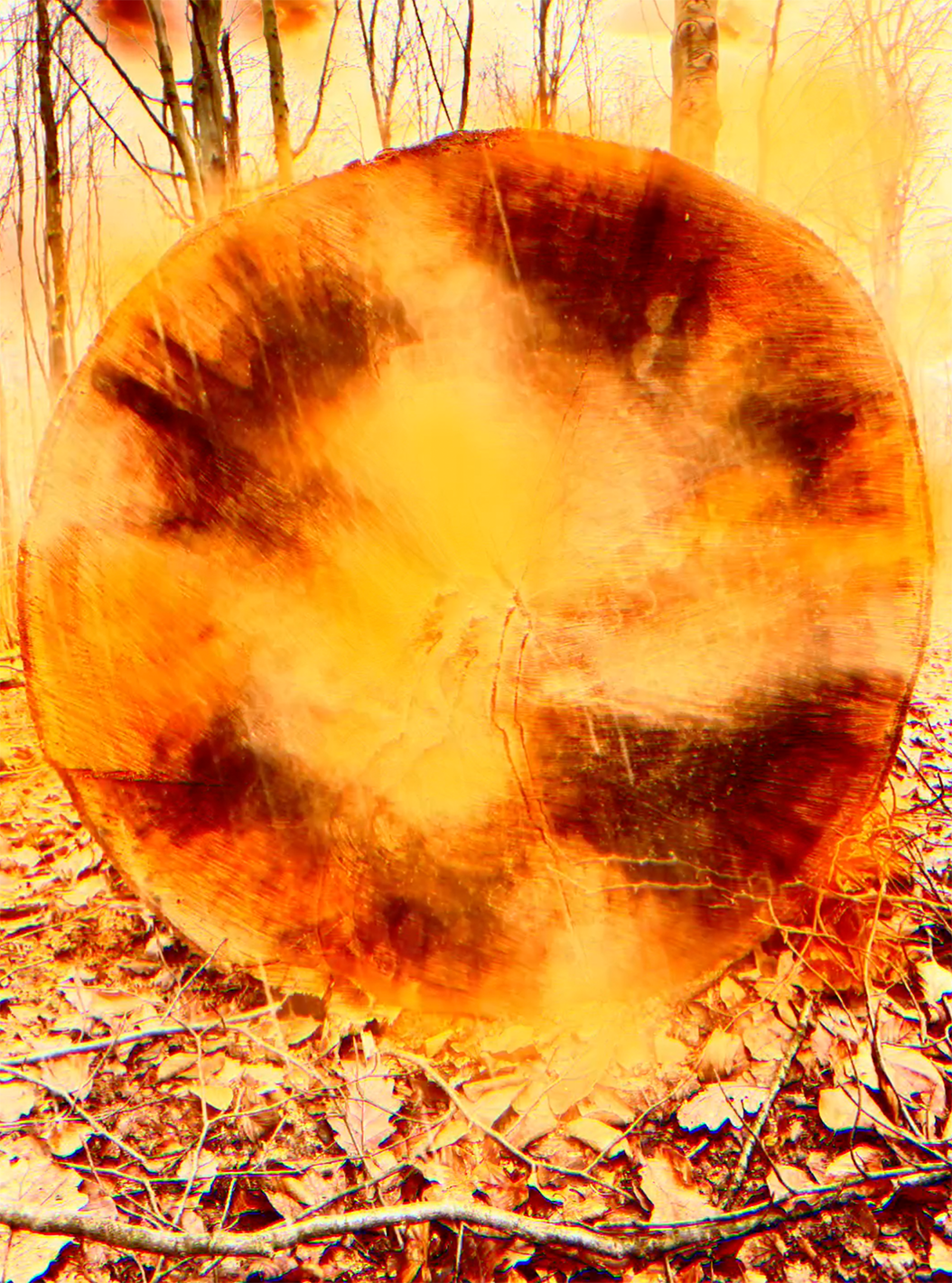 image from Video, Digital Art, What happened to this tree?